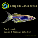 6 LONG FIN ZEBRA DANIO (Danio rerio)