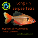 5 LONG FIN RED TETRA SERPAE/ RED MINOR SMALL (Hyphessobrycon eques)