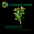 Ludwigia ovalis 6 - 7 Steams (Ludwigia ovalis Miq)