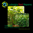 Ludwigia Red Repens 6 - 7 Steams (Ludwigia repens)