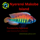 NYERERI MAKOBE ISLAND MALE 1 to 1.5"  INCHES (Pundamilia Nyererei)