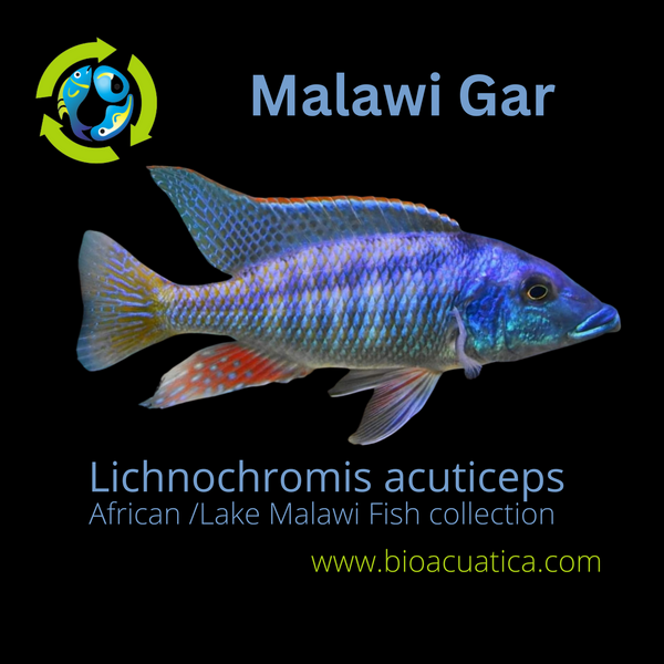 GREAT MALAWI GAR 1.75" UNSEXED (Lichnochromis acuticeps)