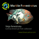 BEAUTIFUL MARBLE FENESTRATUS CICHLID 1 TO 1.5 INCHES   (Vieja fenestrata)