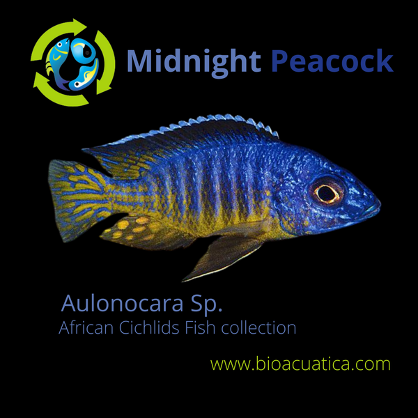 COLORFUL MIDNIGHT PEACOCK 1.5 TO 2 INCHES UNSEXED (Aulonocara Sp)