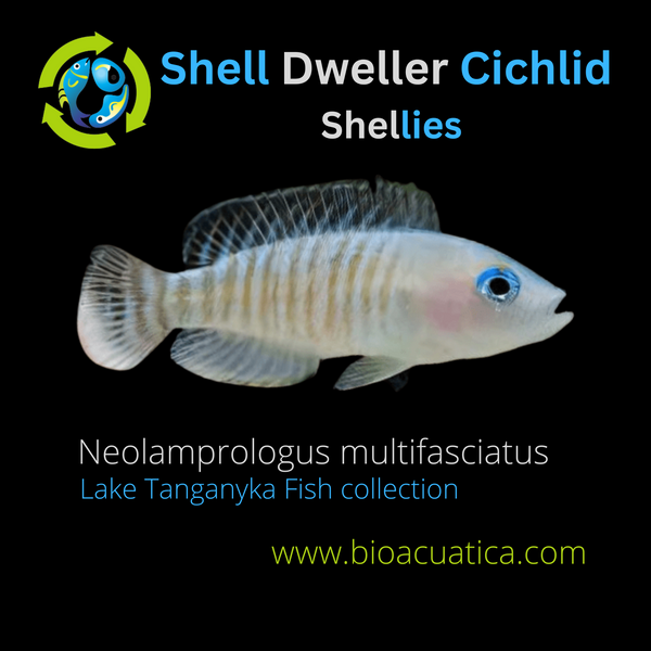 SHELL  DWELLER CICHLID - Shellies 0.5" UNSEXED (Neolamprologus multifasciatus)