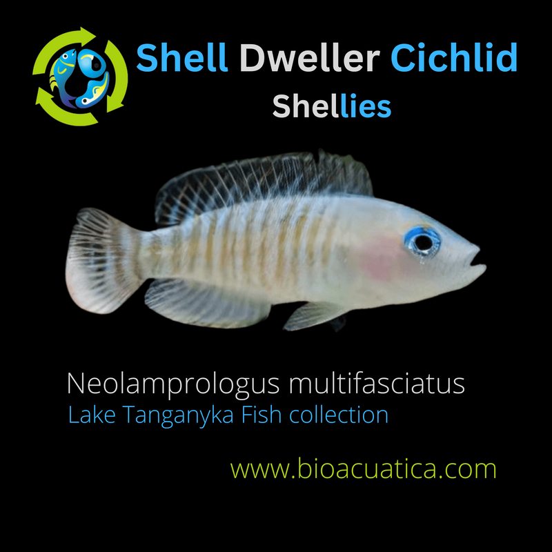 SHELL  DWELLER CICHLID - Shellies 0.5" UNSEXED (Neolamprologus multifasciatus)