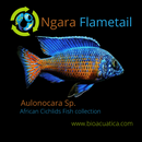 OUTSTANDING NGARA FLAMETAIL PEACOCK 1.5 to 2 INCHES UNSEXED (Aulonocara Sp)