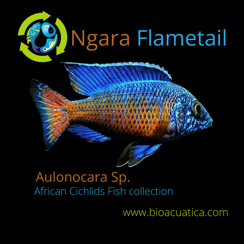 OUTSTANDING NGARA FLAMETAIL PEACOCK 1.5 TO 2 INCHES UNSEXED (Aulonocara Sp)