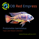 GREAT OB RED EMPRESS 1.5 TO 2 INCHES UNSEXED (Protomelas taeniolatus)