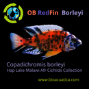 GREAT OB REDFIN BORLEYI 1.5 to 2 INCHES UNSEXED (Copadichromis borleyi)