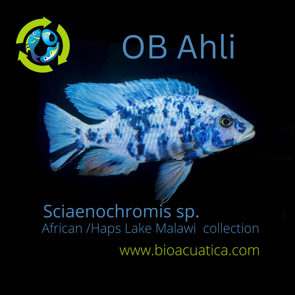 BEAUTIFUL OB AHLI 2 INCHES UNSEXED (Sciaenochromis sp)