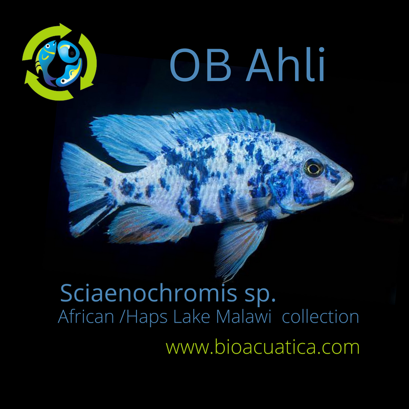 BEAUTIFUL OB AHLI 1.5 TO 2 INCHES UNSEXED (Sciaenochromis sp)