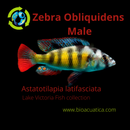ZEBRA OBLIQUIDENS 2.5 INCHES MALE (Astatotilapia latifasciata)