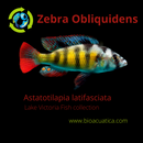 (PAIR) ZEBRA OBLIQUIDENS 2 INCHES (Astatotilapia latifasciata)