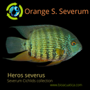 BEAUTIFUL ORANGE SHOULDER SEVERUM 4 INCHES UNSEXED