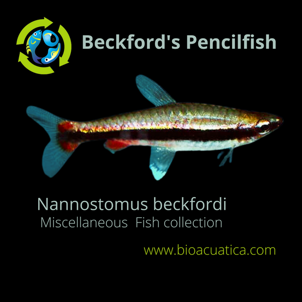 3 BECKFORD'S PENCILFISH (Nannostomus beckfordi)