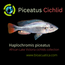 GREAT PICEATUS CICHLID 1.5 to 2 INCHES UNSEXED (Haplochromis piceatus)