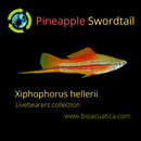 3 COLORFUL PINEAPPLE SWORDTAIL 2"