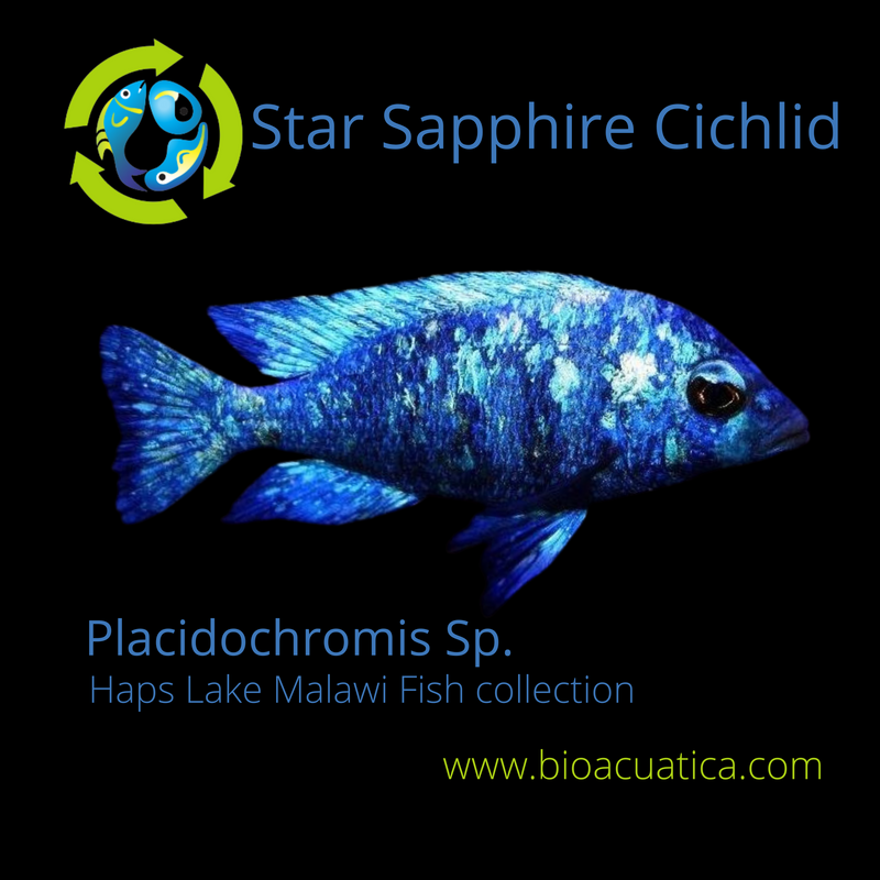 GREAT STAR SAPPHIRE UNSEXED 1.5" (Placidochromis sp.)