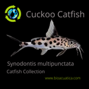 BEAUTIFUL CUCKOO CATFISH 1 to 1.5" (Synodontis multipunctata)