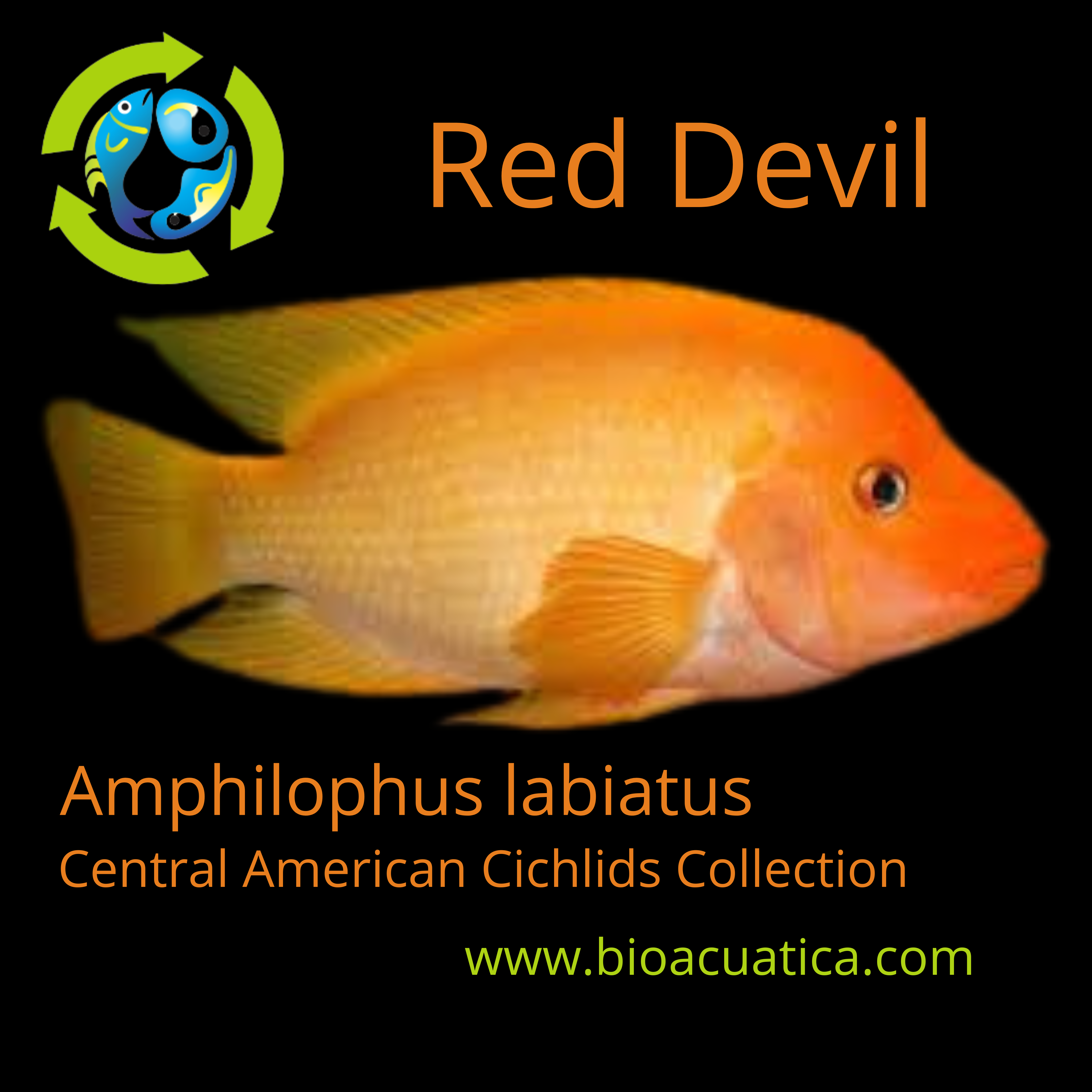 Devil Redfish AWESOME RED DEVIL 1.5 TO 2 INCHES UNSEXED (Amphilophus labiatus)