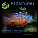EXOTIC RED EMPRESS 3.5 INCHES MALE (Protomelas taeniolatus)