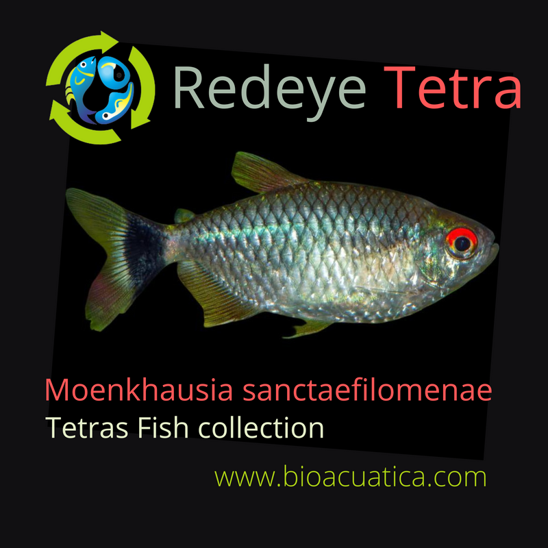 BEAUTIFUL 3 REDEYE TETRA (Moenkhausia sanctaefilomenae)
