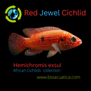 RED TURKANA JEWEL CICHLID 1.5" to 2" UNSEXED (Hemichromis exsul)