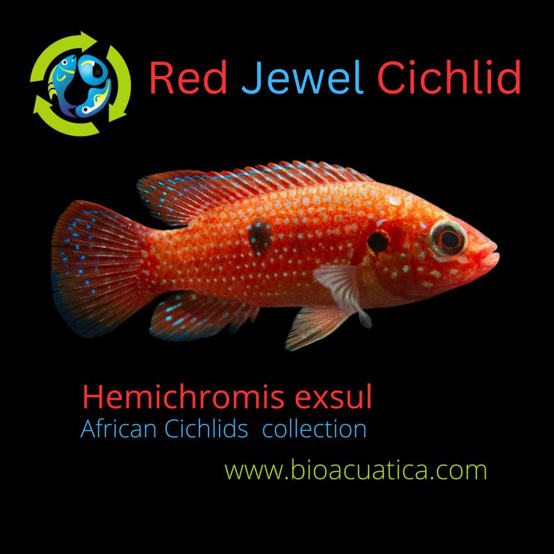 RED TURKANA JEWEL CICHLID 2" UNSEXED (Hemichromis exsul)
