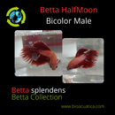 BETTA HALFMOON BICOLOR MALE ( Betta splendens)