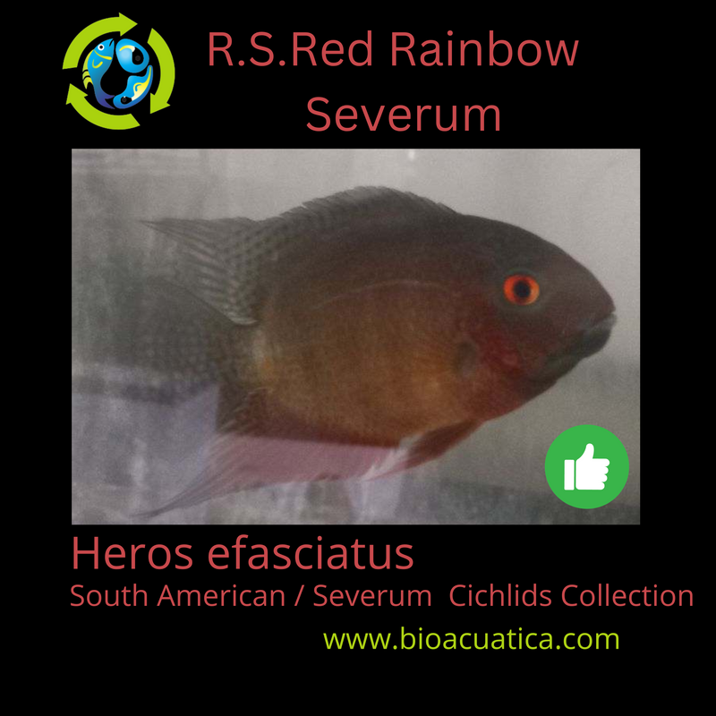 RED SPOTTED RED RAINBOW SEVERUM CICHLID 1 to 1.5" UNSEXED