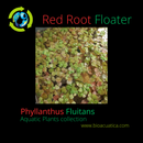 RED ROOT FLOATER  (Phyllanthus Fluitans) From 30 to 40 leaves