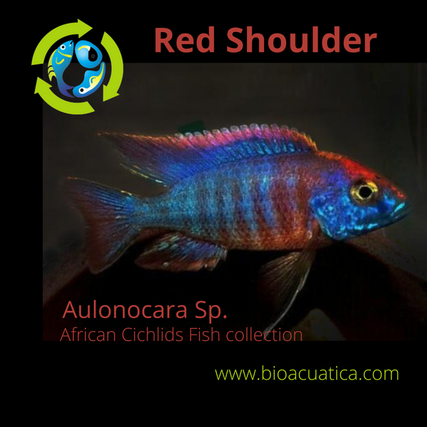 GREAT RED SHOULDER PEACOCK 1.5 INCHES UNSEXED (Aulonocara Sp)