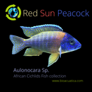 RED SUN PEACOCK 1.5 to 2  INCHES UNSEXED (Aulonocara sp)