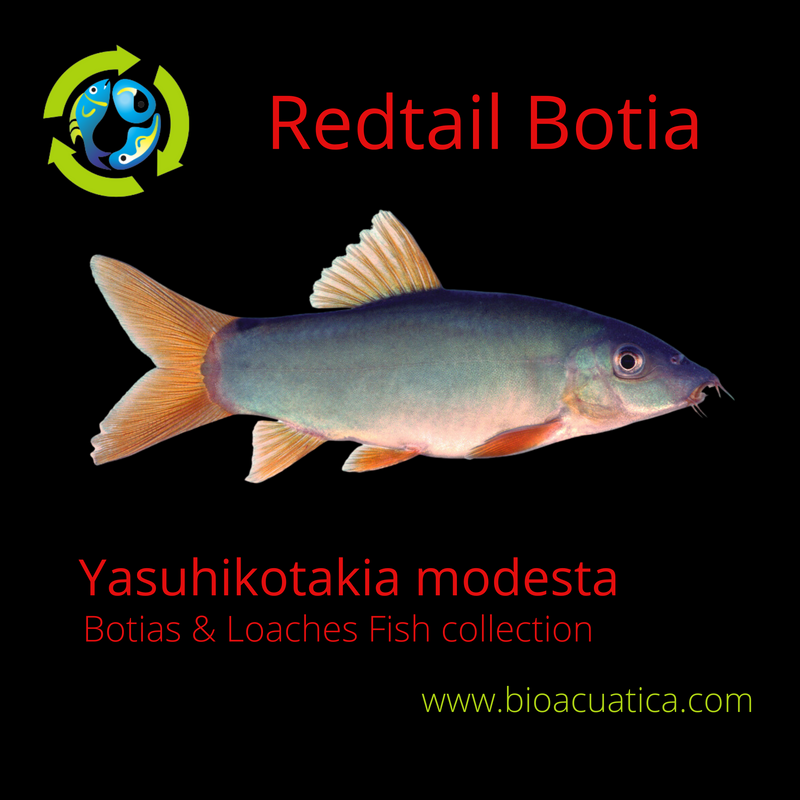 GREAT REDTAIL BOTIA MEDIUM ( Yasuhikotakia modesta )