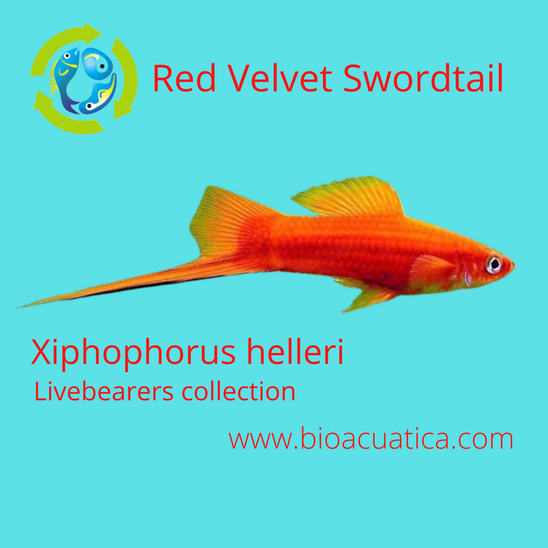 3 COLORFUL RED VELVET SWORDTAIL ONE MALE TWO FEMALES (Xiphophorus helleri)
