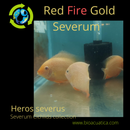 STUNNING RED FIRE GOLD SEVERUM 4.0 INCH UNSEXED
