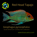 AMAZING GEOPHAGUS RED HEAD TAPAJOS RARE 1.5 to 2  INCHES