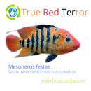 TRUE RED TERROR CICHLID  1"  (Mesoheros Festae)