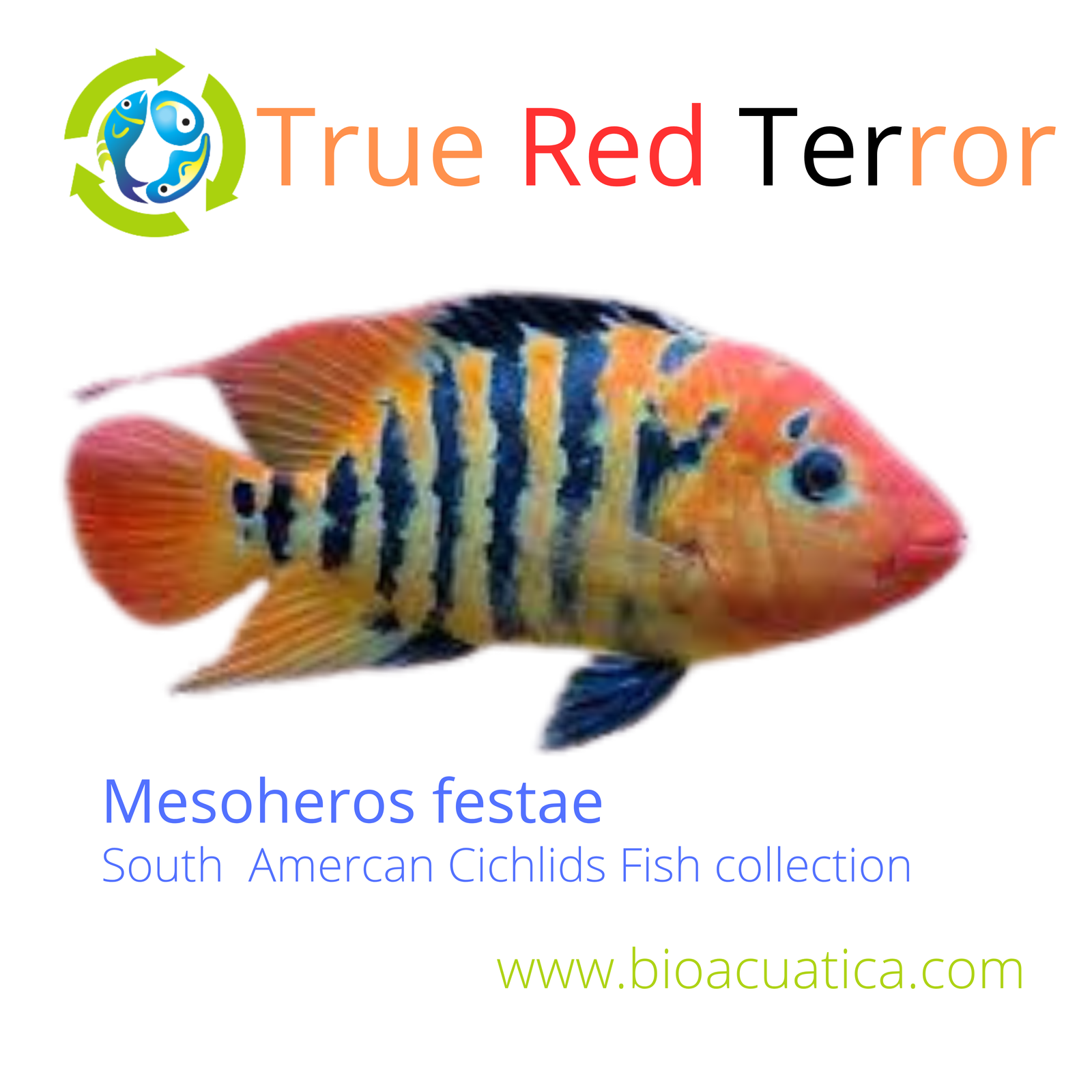 TRUE RED TERROR CICHLID 2 to 2.5