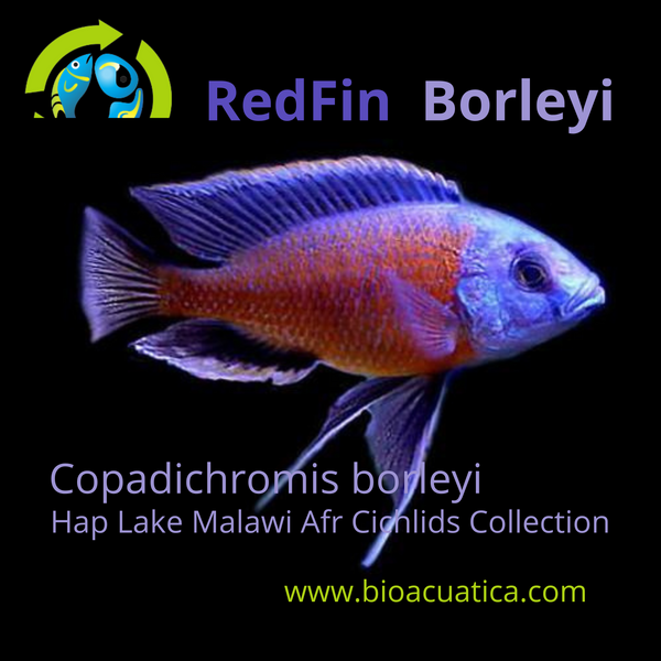 GREAT REDFIN BORLEYI 2 INCHES UNSEXED (Copadichromis borleyi)