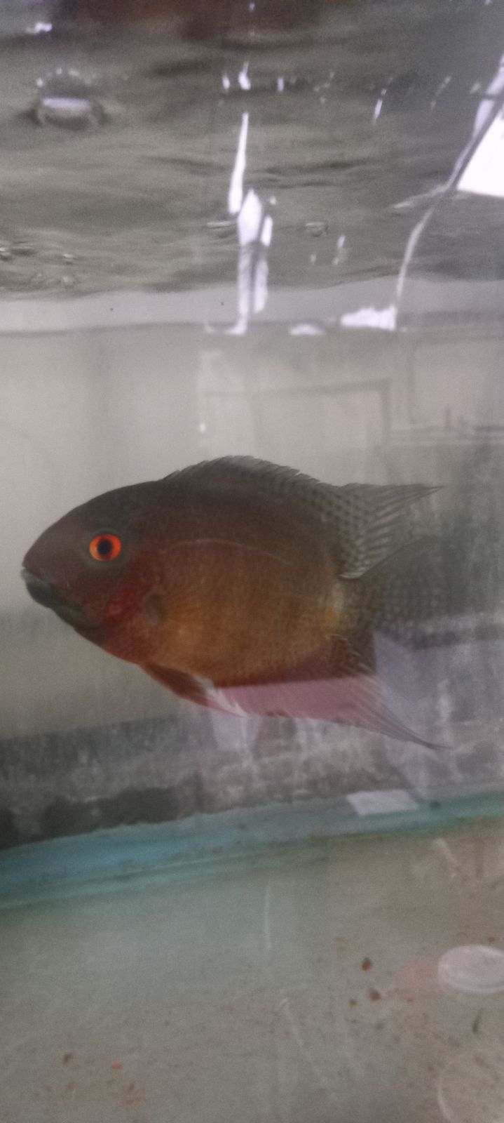 RED SPOTTED RED RAINBOW SEVERUM CICHLID 1 to 1.5" UNSEXED