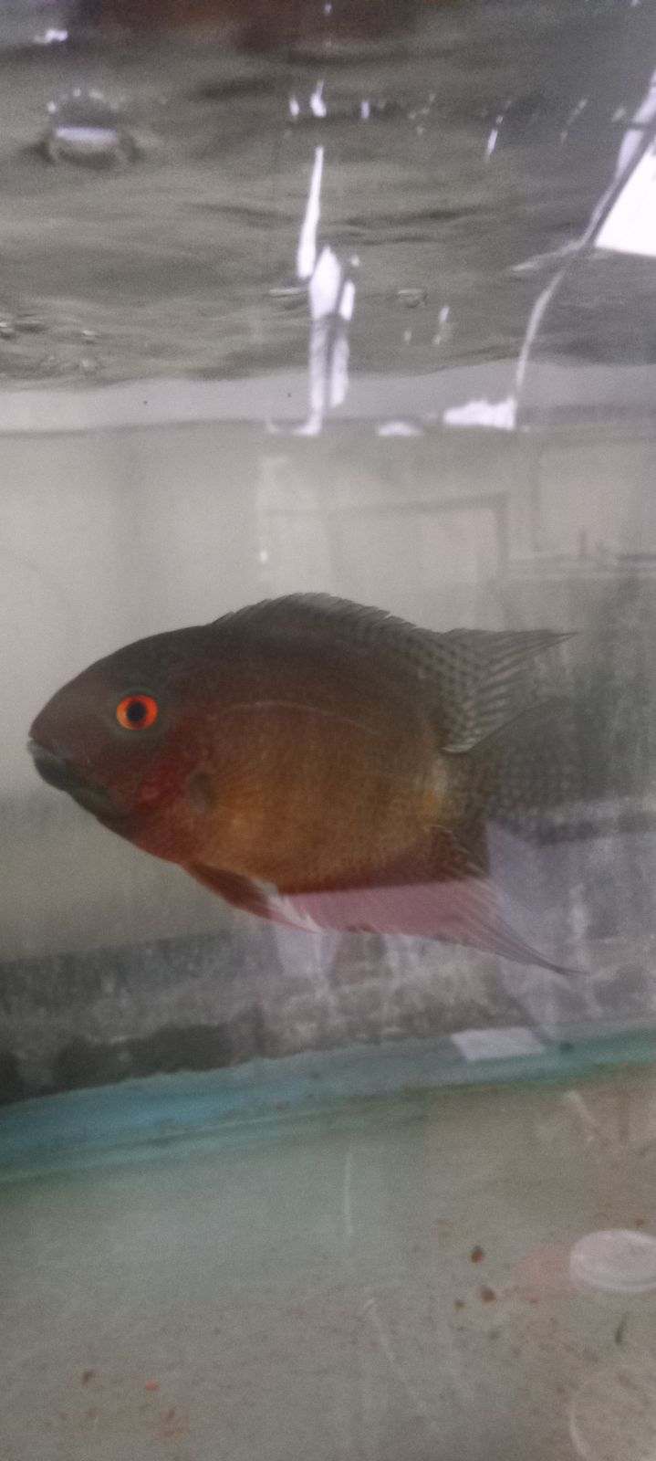 RED SPOTTED RED RAINBOW SEVERUM CICHLID 1.5" UNSEXED