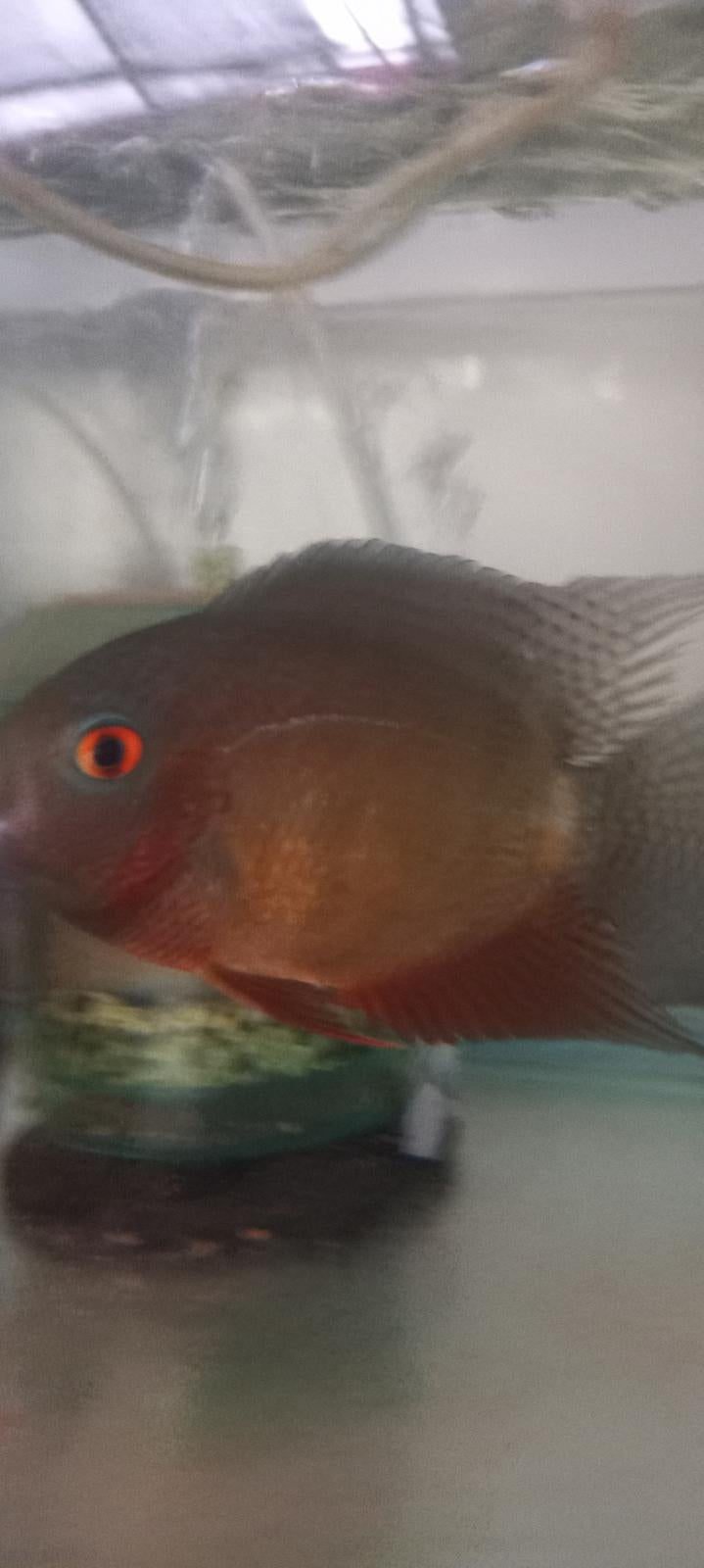 RED SPOTTED RED RAINBOW SEVERUM CICHLID 1 to 1.5" UNSEXED