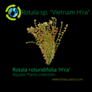Rotala sp. "Vietnam H'ra" (Rotala rotundifolia 'H'ra') 7 - 8 Steams