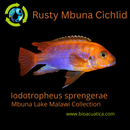 2 RUSTY MBUNA CICHLID 1.5 TO 2" UNSEXED (Iodotropheus sprengerae)