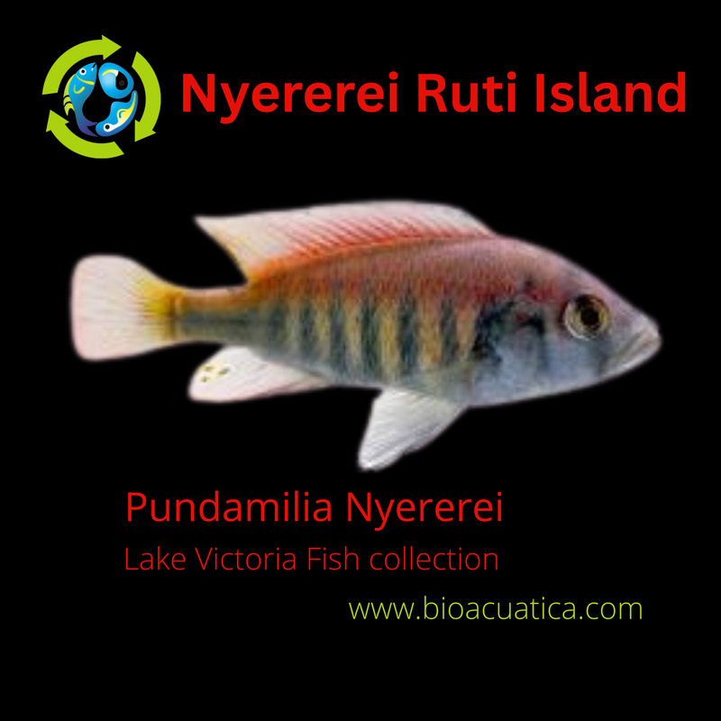 NYEREREI RUTI ISLAND UNSEXED 1.5 INCHES (Pundamilia Nyererei)