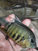 BEAUTIFUL ORANGE SHOULDER SEVERUM 1.5 TO 2 INCHES UNSEXED