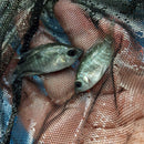 SUPERB BASKETMOUTH CICHLID 1.0 TO 1.5 INCHES UNSEXED (Caquetaia spectabilis)