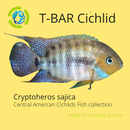 SAJICA T-BAR CICHLID 3/4 to 1" HEAD TO TAIL (Cryptoheros sajica)